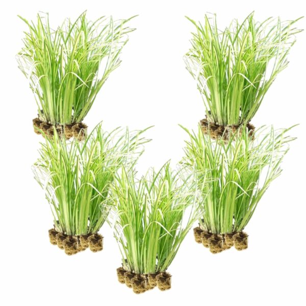 Kalmoes 100 planten Kalmoes 100 planten