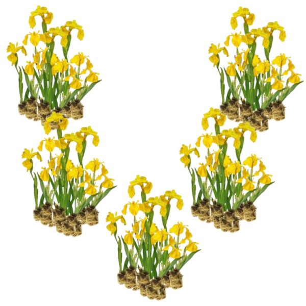 Gele Lis 100 planten Gele Lis 100 planten