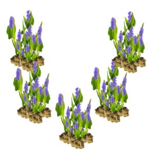 Snoekkruid 100 planten