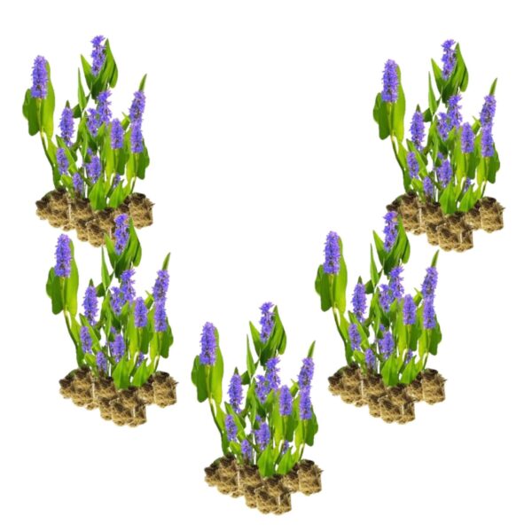 Snoekkruid 100 planten Heilkräuter 100 Pflanzen