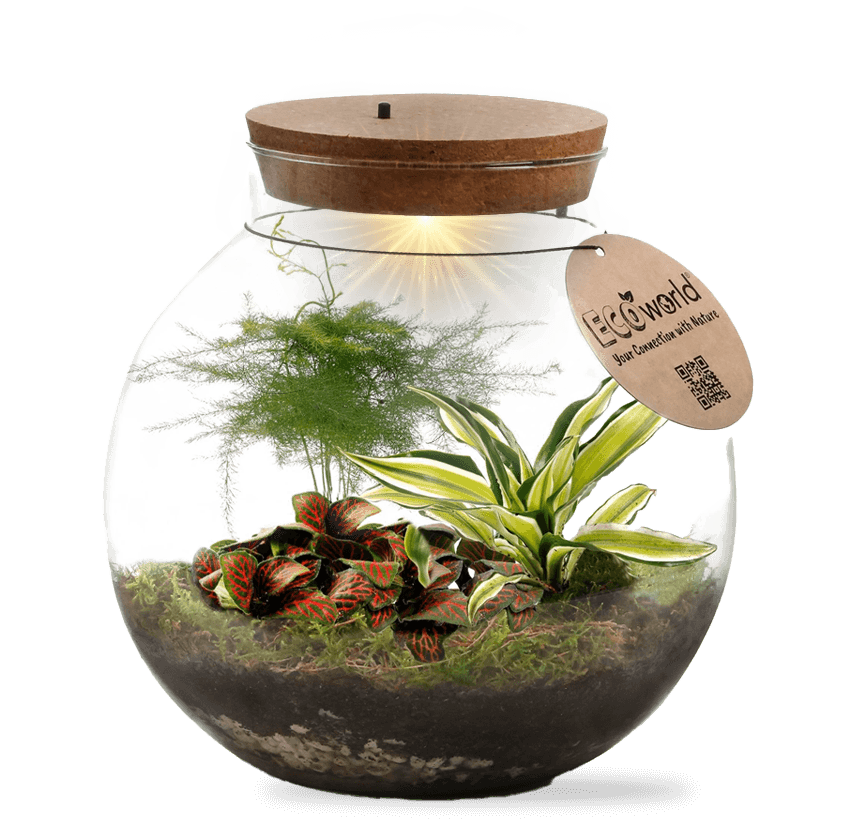 ecoworld-terrarium Terrari Ecoword
