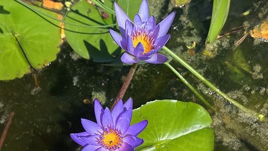 review Blauwe lelie: prachtig!