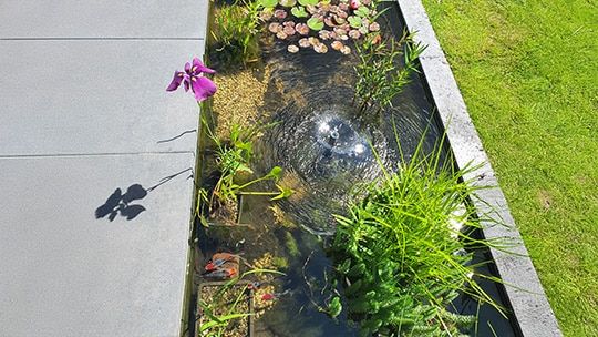 Ik droomde al een tijd van een vijvertje in mijn stadstuin, maar het leek me altijd zo'n gedoe. Online vond ik een compleet pakket en besloot de gok te wagen, al was ik sceptisch over de kwaliteit van planten die via de post worden verstuurd. Maar tot mijn verrassing werd alles keurig en goed verpakt bezorgd. Binnen no-time had ik mijn vijvertje ingericht. Tot mijn vreugde zag ik na twee maanden al de eerste waterlelie bloeien, en als kers op de taart ontdekte ik salamanders in mijn vijver. Geen idee hoe ze daar kwamen, maar het maakt het plezier alleen maar groter. Echt genieten!