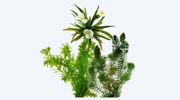 Zuurstofplanten