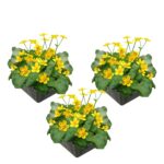 Dotterbloem 3 manden