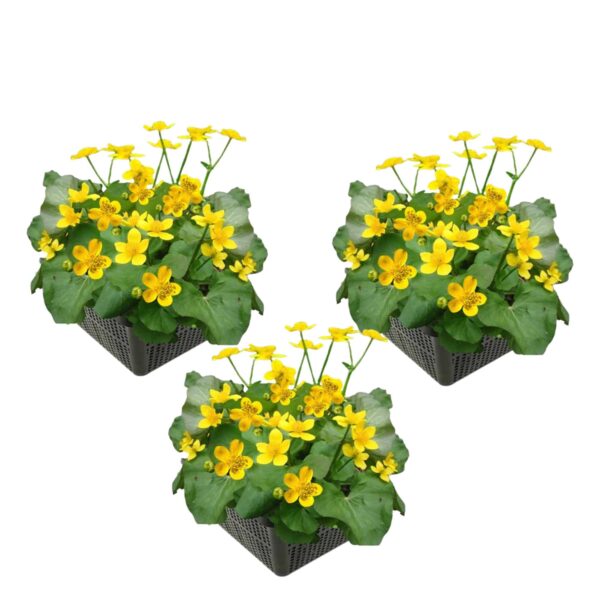 Dotterbloem 3 manden Dotterbloem 3 manden