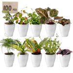 Mini-plantes en pot, lot de 100