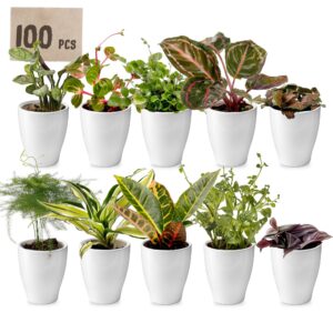 Mini Plantjes met Potjes 100