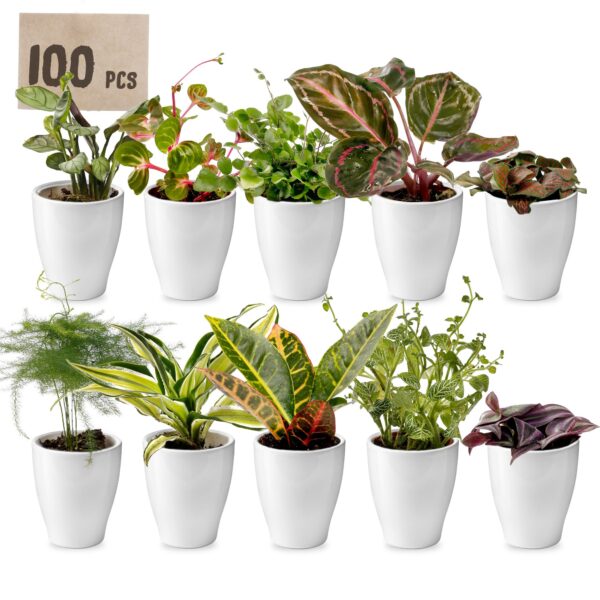 Mini Plantjes met Potjes 100 Mini-plantes en pot, lot de 100