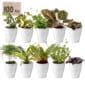 Mini Plantjes met Potjes 100