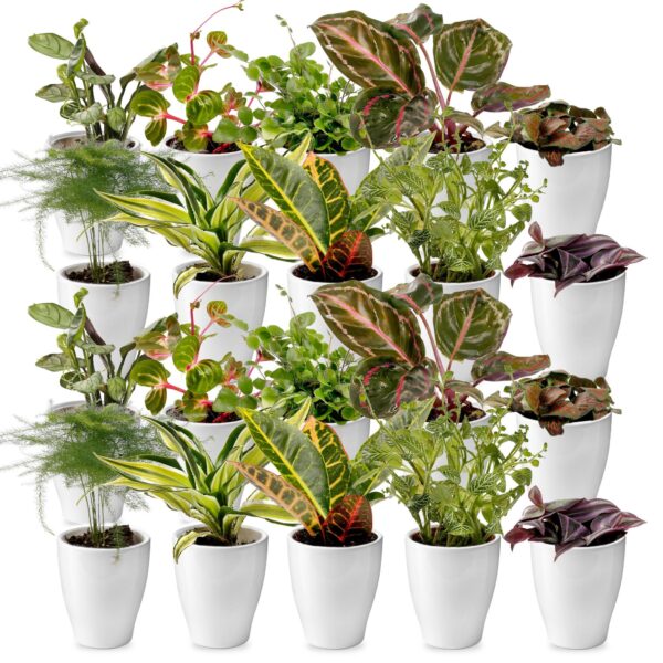 Mini Plantjes met Potjes 20 Mini-plantes en pot (20)