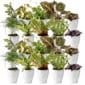 Mini Plantjes met Potjes 20