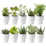 Mini Vetplanten met Potjes 10