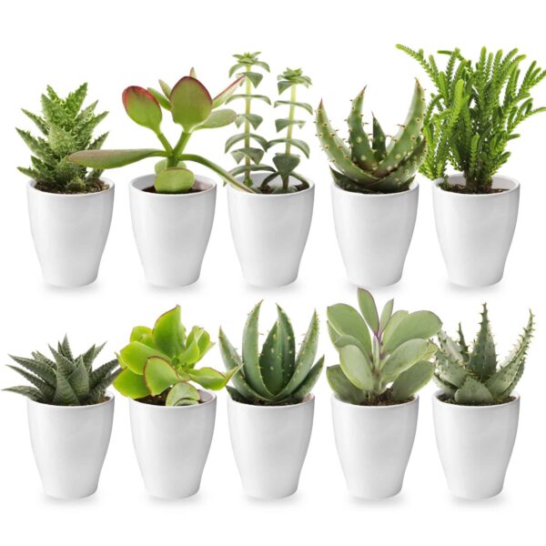 Mini Vetplanten met Potjes 10 Mini Vetplanten met Potjes 10