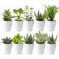 Mini Vetplanten met Potjes 10