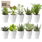 Mini Vetplanten met Potjes 100