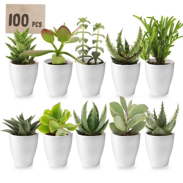 Mini Vetplanten met Potjes 100 Mini Vetplanten met Potjes 100
