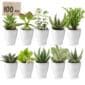 Mini Vetplanten met Potjes 100