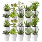 Mini-plantes grasses en pots (lot de 20)