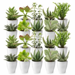 Mini Vetplanten met Potjes 20
