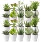 Mini Vetplanten met Potjes 20