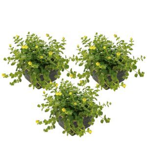 Lysimachia koszyki