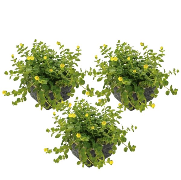 Penningkruid 3 manden Lysimachia koszyki