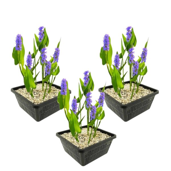 Snoekkruid 3 manden Snoekkruid 3 manden