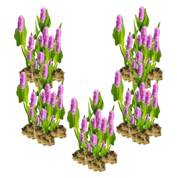 Roze Snoekkruid 100 planten Pontederia pink plants