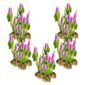 Pontederia pink plants