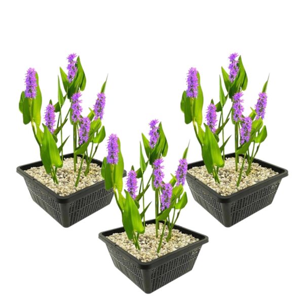 Pontederia pink cesti