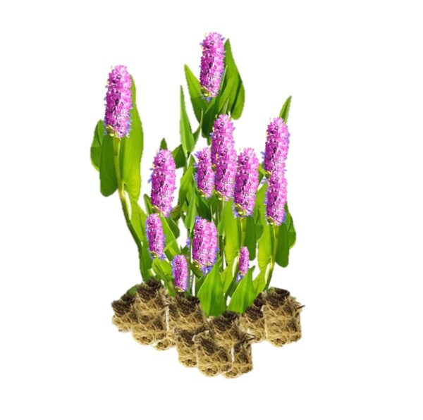 Roze Snoekkruid 15 planten Pontederia pink plants
