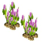 Roze Snoekkruid 30 planten