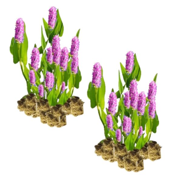 Roze Snoekkruid 30 planten Roze Snoekkruid 30 planten