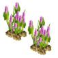 Pontederia pink plants)