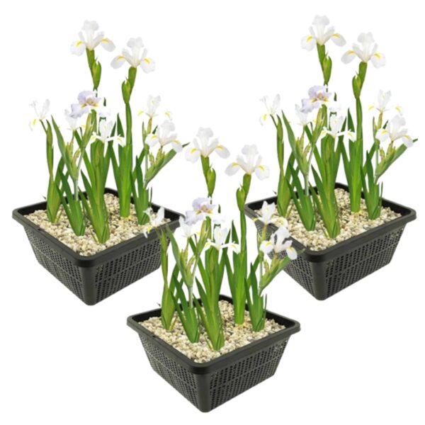 Witte Lis 3 manden Witte Lis 3 manden