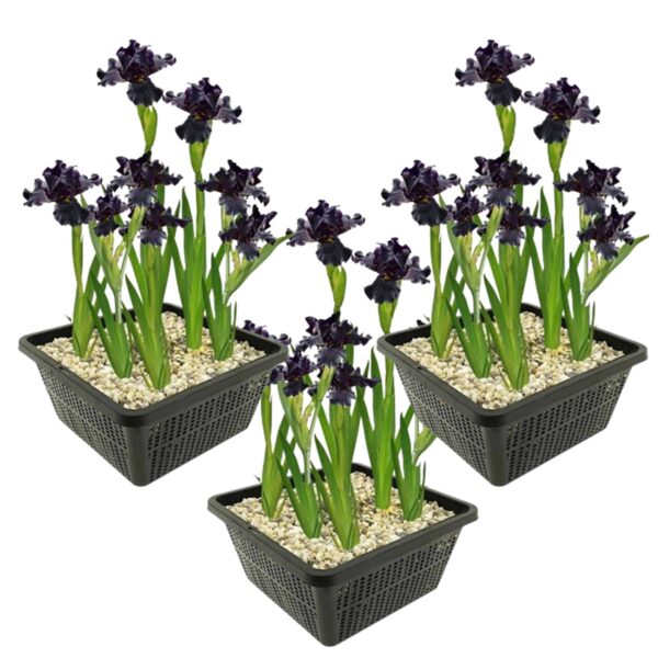 Zwarte Lis 3 manden Iris black mand