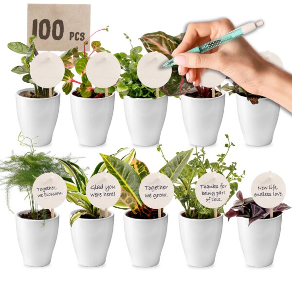 Giveaway Mini Plantjes 100 Giveaway Mini Plantjes 100