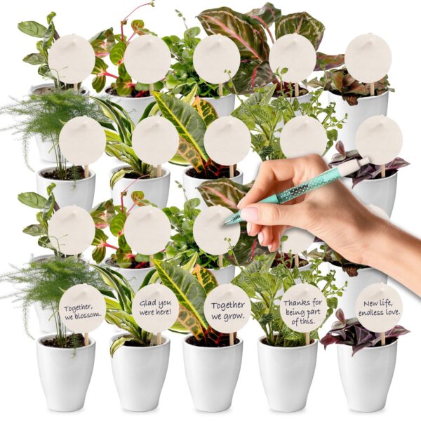 Giveaway Mini Plantjes 20 Giveaway Mini Plantjes 20