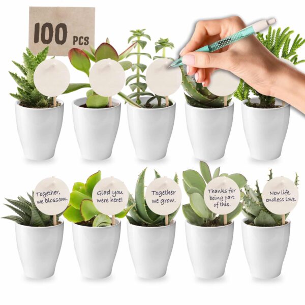 Giveaway Mini Vetplanten 100 Concours : 100 mini-plantes grasses
