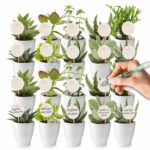 Concours : 20 mini-plantes succulentes