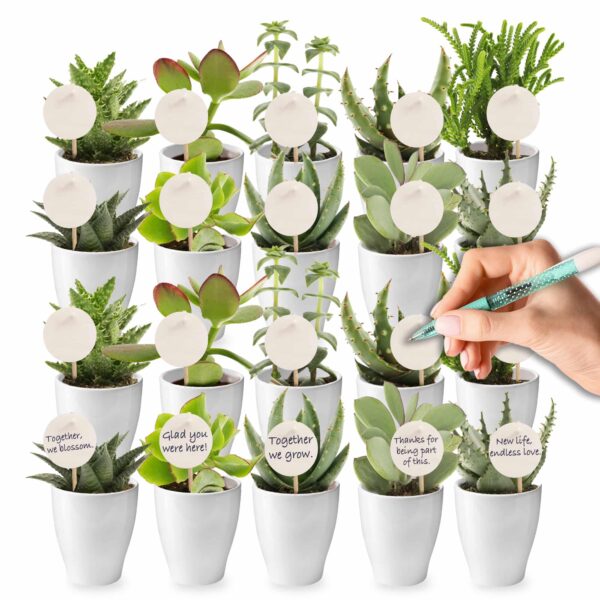 Giveaway Mini Vetplanten 20 Concours : 20 mini-plantes succulentes