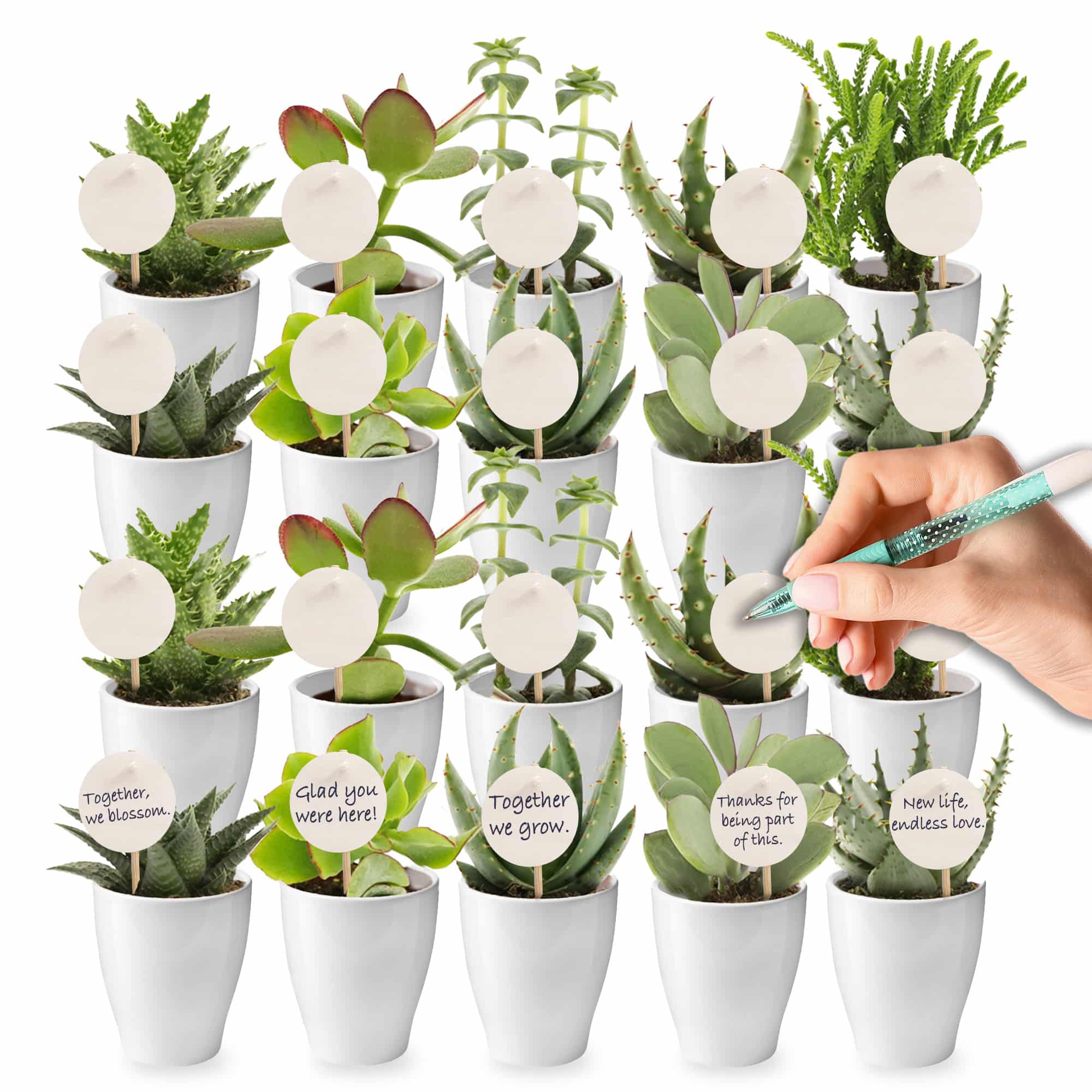 Giveaway Mini Vetplanten 20