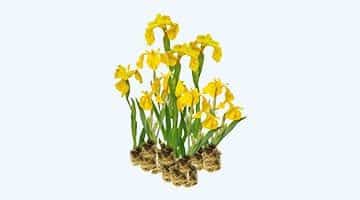 planten pluggen