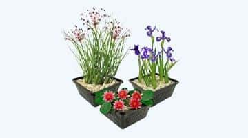 soorten-waterplanten Soorten