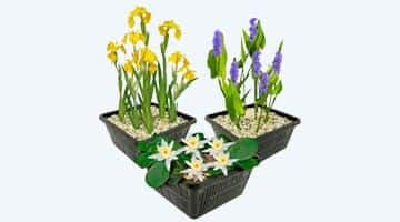vijverplanten vijverplanten