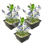 Veronica cestas