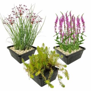 Zomerbloeiers Vijverplanten