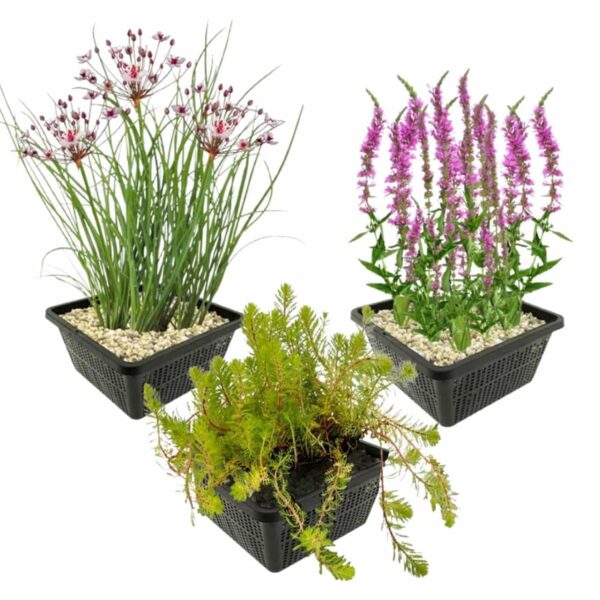 Zomerbloeiers Vijverplanten Sommerblüher – Teichpflanzen