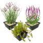Zomerbloeiers Vijverplanten